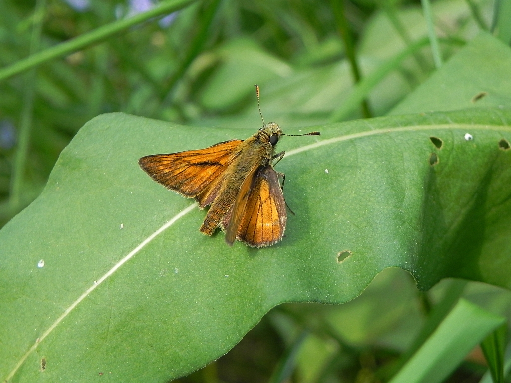 Karłątek kniejnik (Ochlodes venatus)