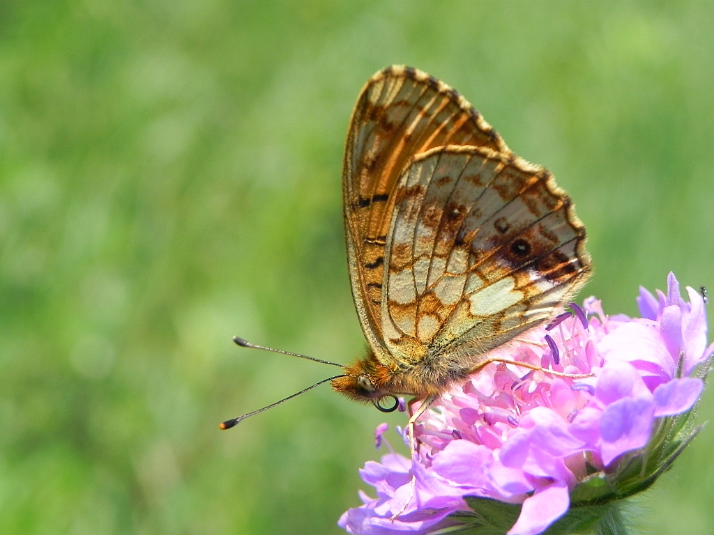 Dostojka ino (Brenthis ino)