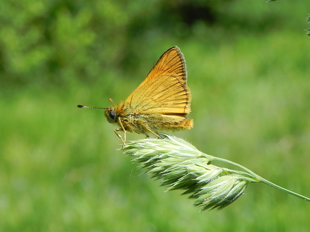 Karłątek ryska (Thymelicus lineola)