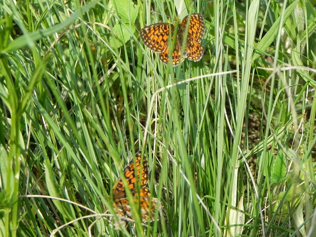 Dostojka eufrozyna  (Boloria euphrosyne)