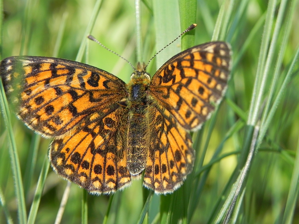 Dostojka eufrozyna  (Boloria euphrosyne)