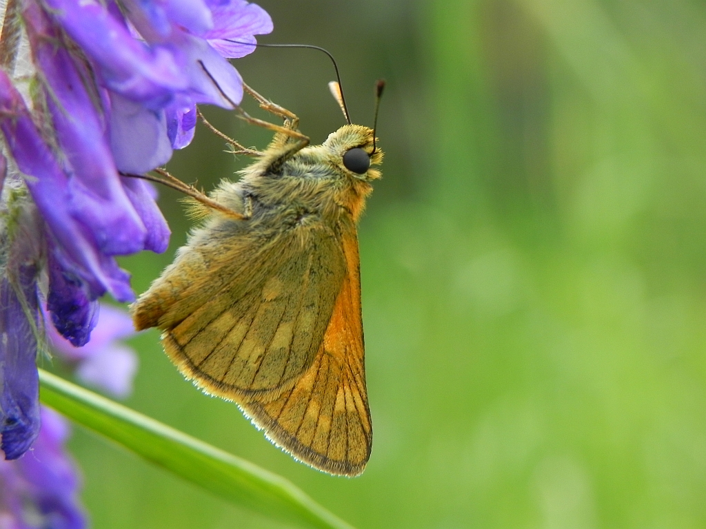 Karłątek kniejnik (Ochlodes venatus)