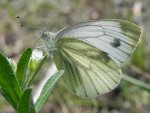 Bielinek bytomkowiec (Pieris napi)