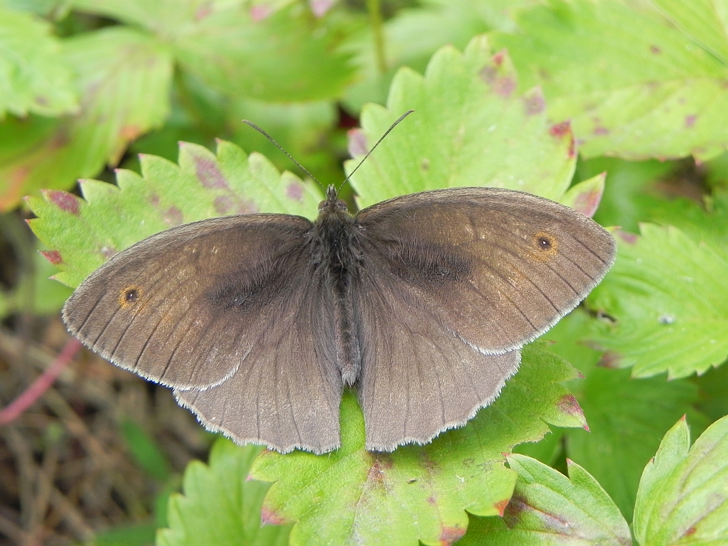 Przestrojnik jurtina (Maniola jurtina)