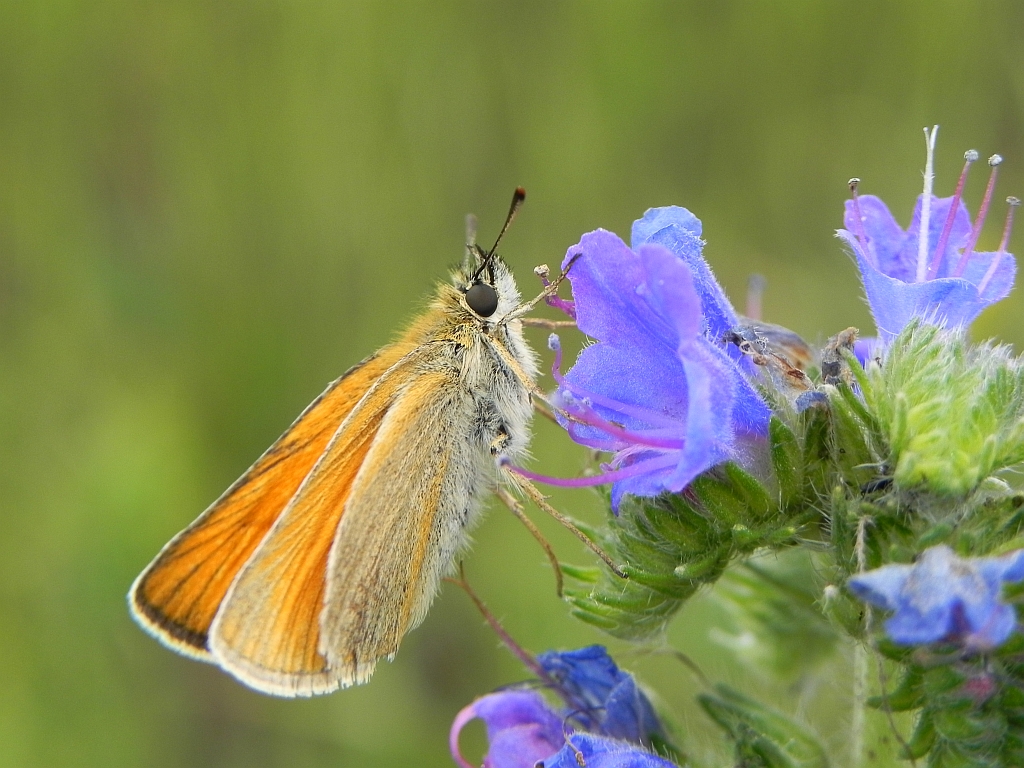 Karłątek ryska (Thymelicus lineola)