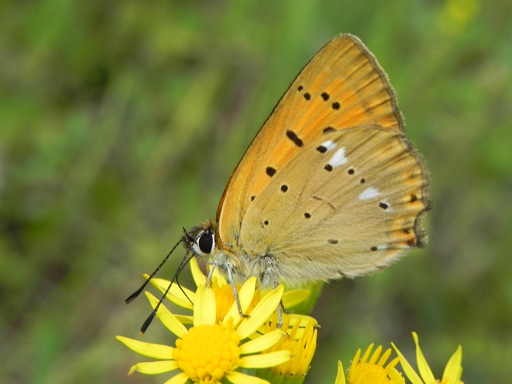 Czerwończyk dukacik (Lycaena virgaureae)