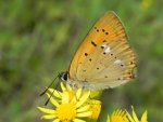 Czerwończyk dukacik (Lycaena virgaureae)