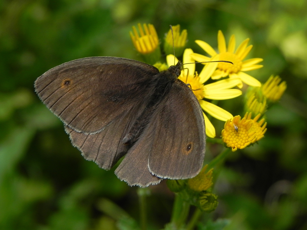 Przestrojnik jurtina (Maniola jurtina)