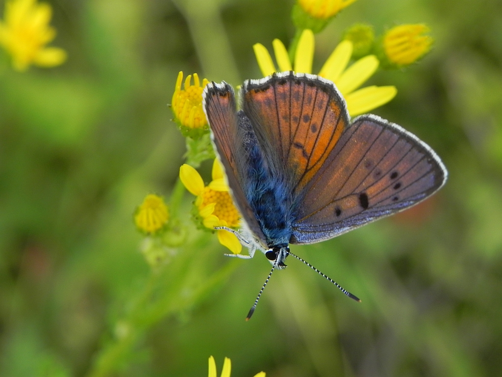 Czerwończyk zamgleniec (Lycaena alciphron)