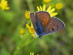 Czerwończyk zamgleniec (Lycaena alciphron)