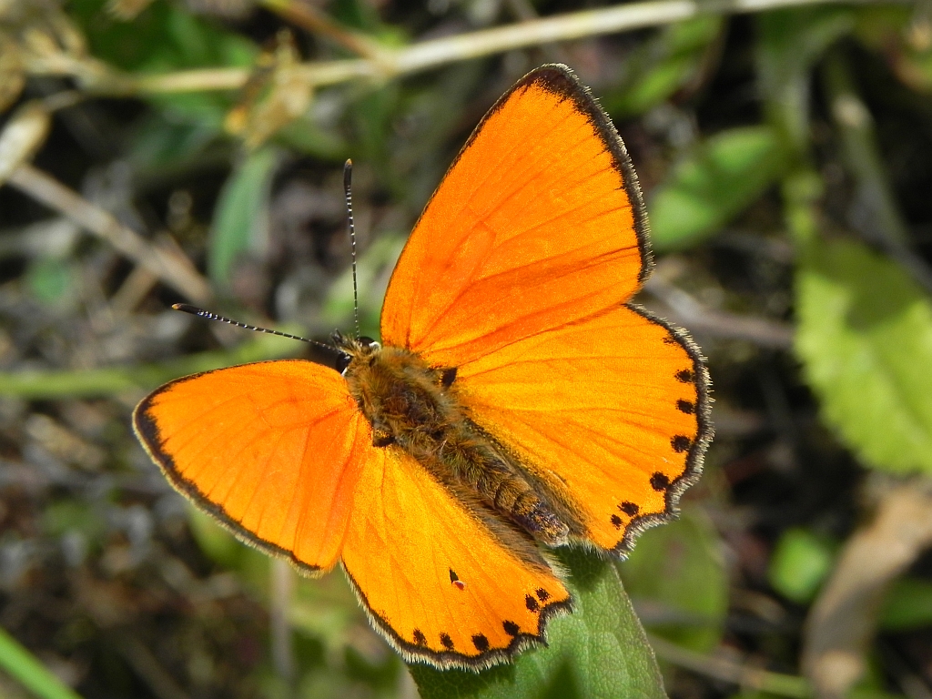 Czerwończyk dukacik (Lycaena virgaureae)