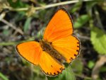 Czerwończyk dukacik (Lycaena virgaureae)