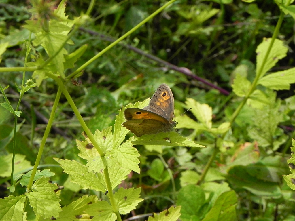 Przestrojnik jurtina (Maniola jurtina)