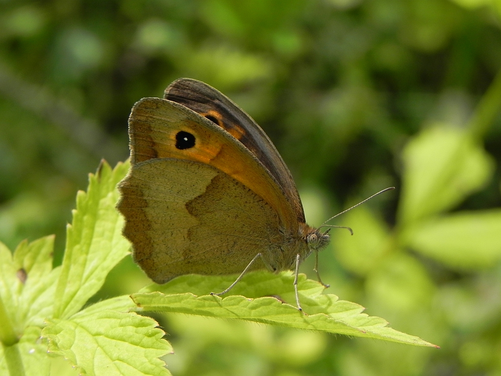 Przestrojnik jurtina (Maniola jurtina)