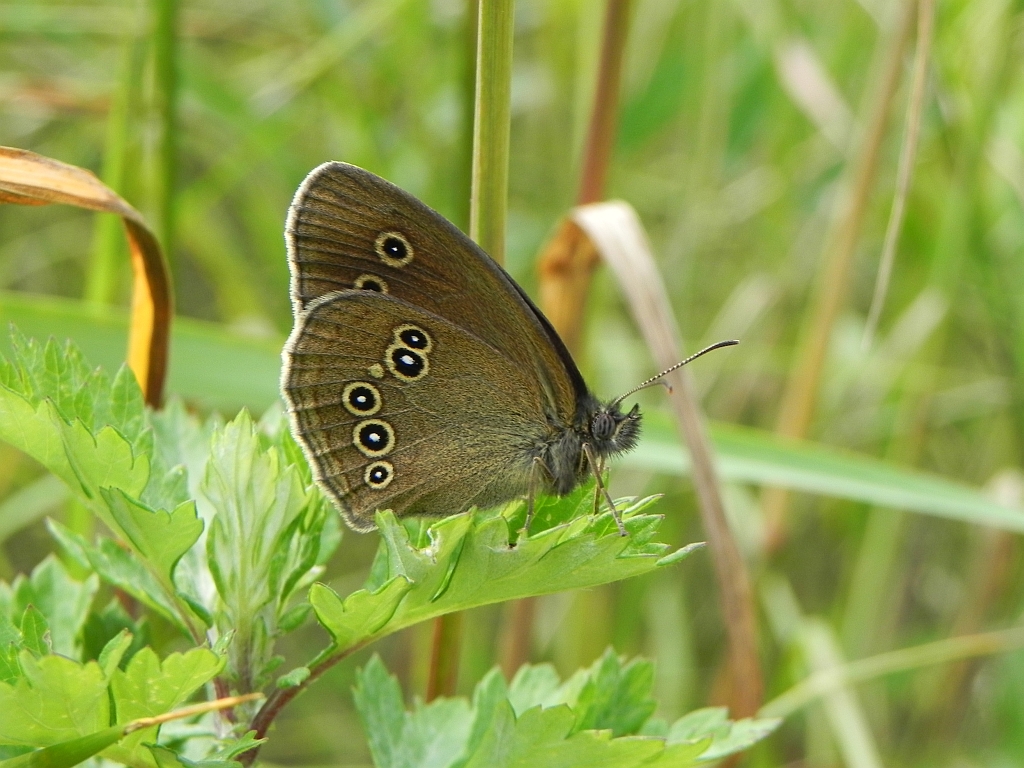 Przestrojnik trawnik (Aphantopus hyperantus)