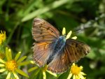 Czerwończyk zamgleniec (Lycaena alciphron)