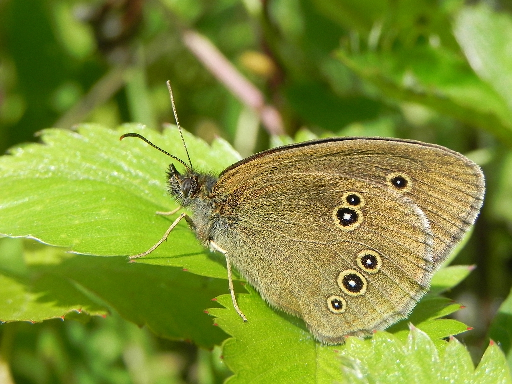 Przestrojnik trawnik (Aphantopus hyperantus)
