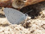 Modraszek wieszczek (Celastrina argiolus)