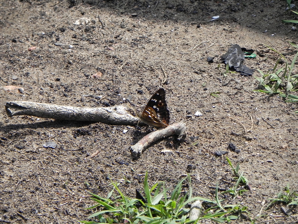 Mieniak strużnik (Apatura ilia)