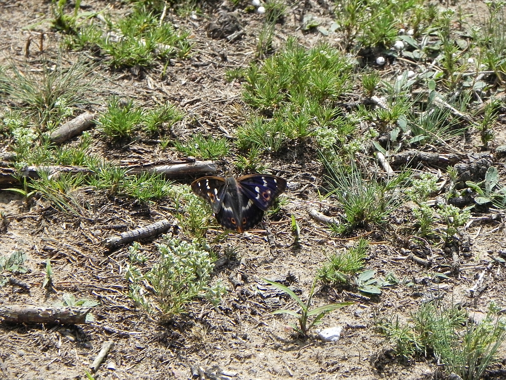 Mieniak strużnik (Apatura ilia)