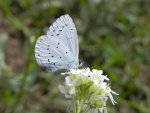 Modraszek wieszczek (Celastrina argiolus)