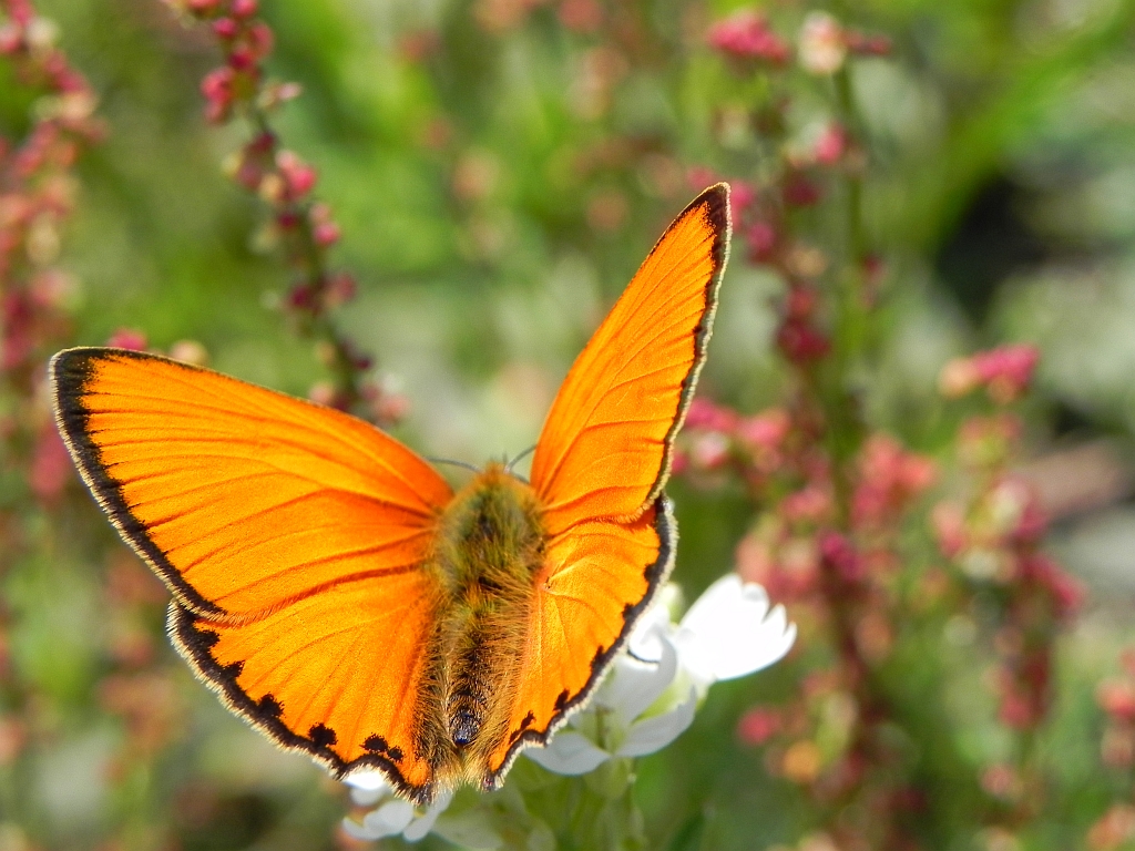 Czerwończyk dukacik (Lycaena virgaureae)