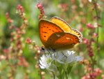 Czerwończyk dukacik (Lycaena virgaureae)