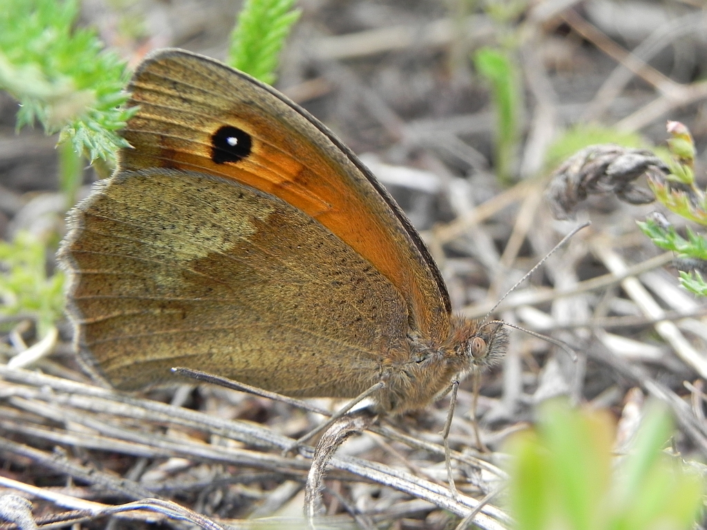 Przestrojnik jurtina (Maniola jurtina)