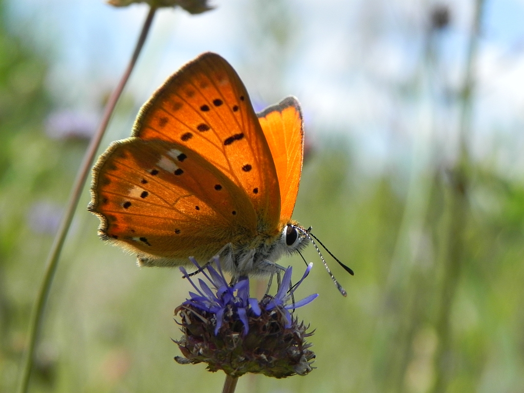 Czerwończyk dukacik (Lycaena virgaureae)