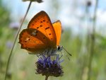 Czerwończyk dukacik (Lycaena virgaureae)