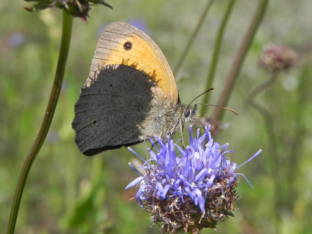 Przestrojnik jurtina (Maniola jurtina)