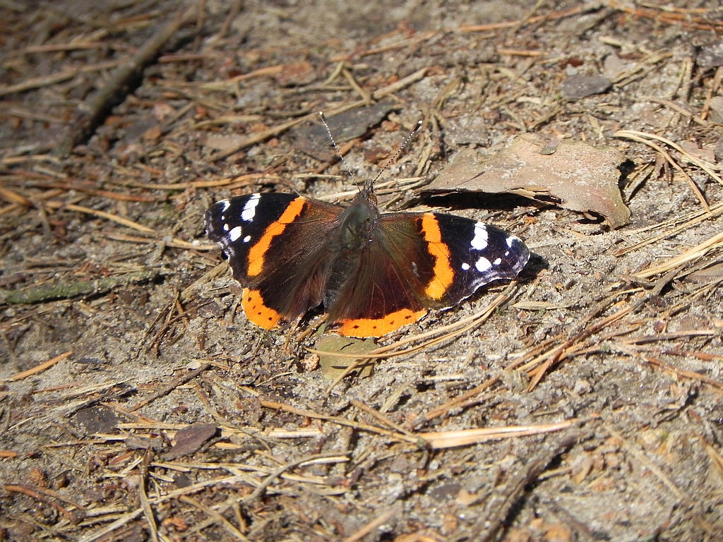 Rusałka admirał (Vanessa atalanta)