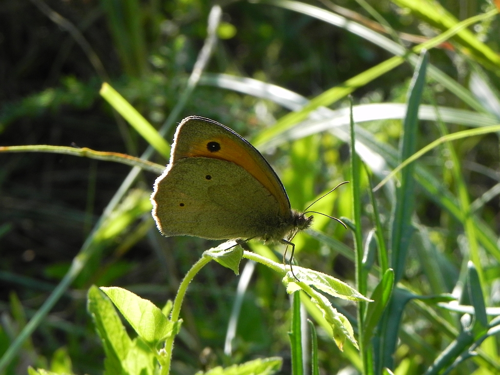 Przestrojnik jurtina (Maniola jurtina)