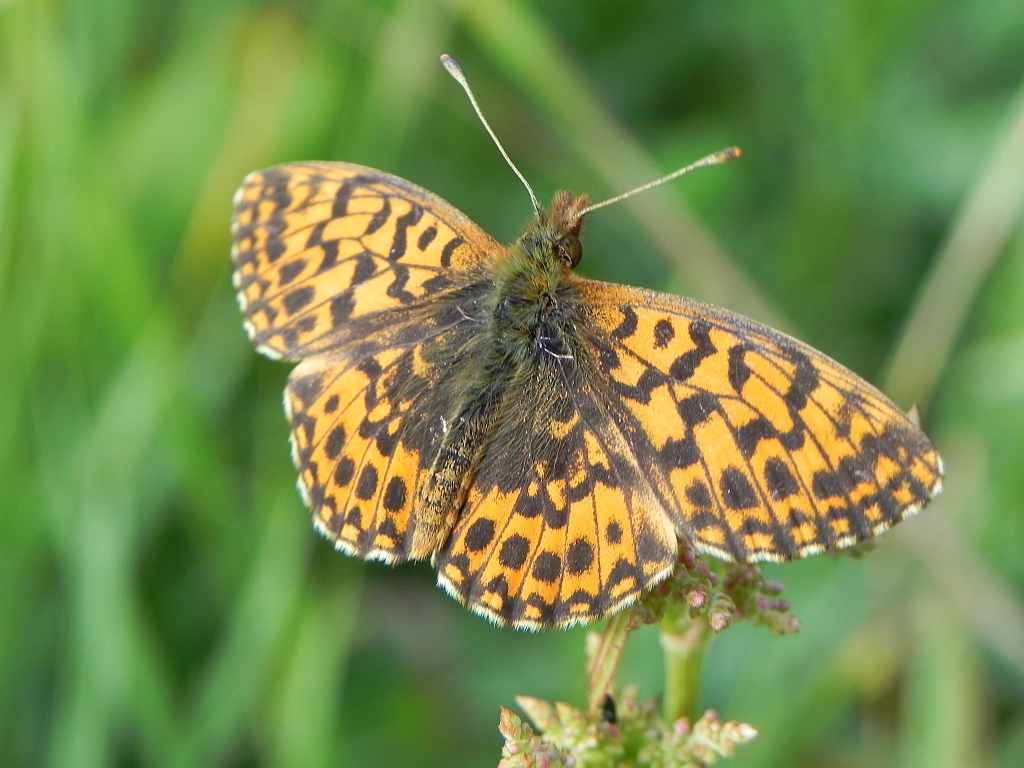 Dostojka selene (Boloria selene)