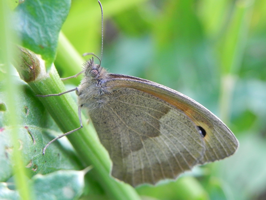 Przestrojnik jurtina (Maniola jurtina)
