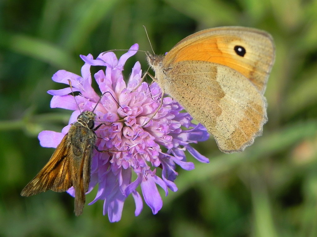 Przestrojnik jurtina (Maniola jurtina) i Karlątek kniejnik (Ochlodes sylvanus)