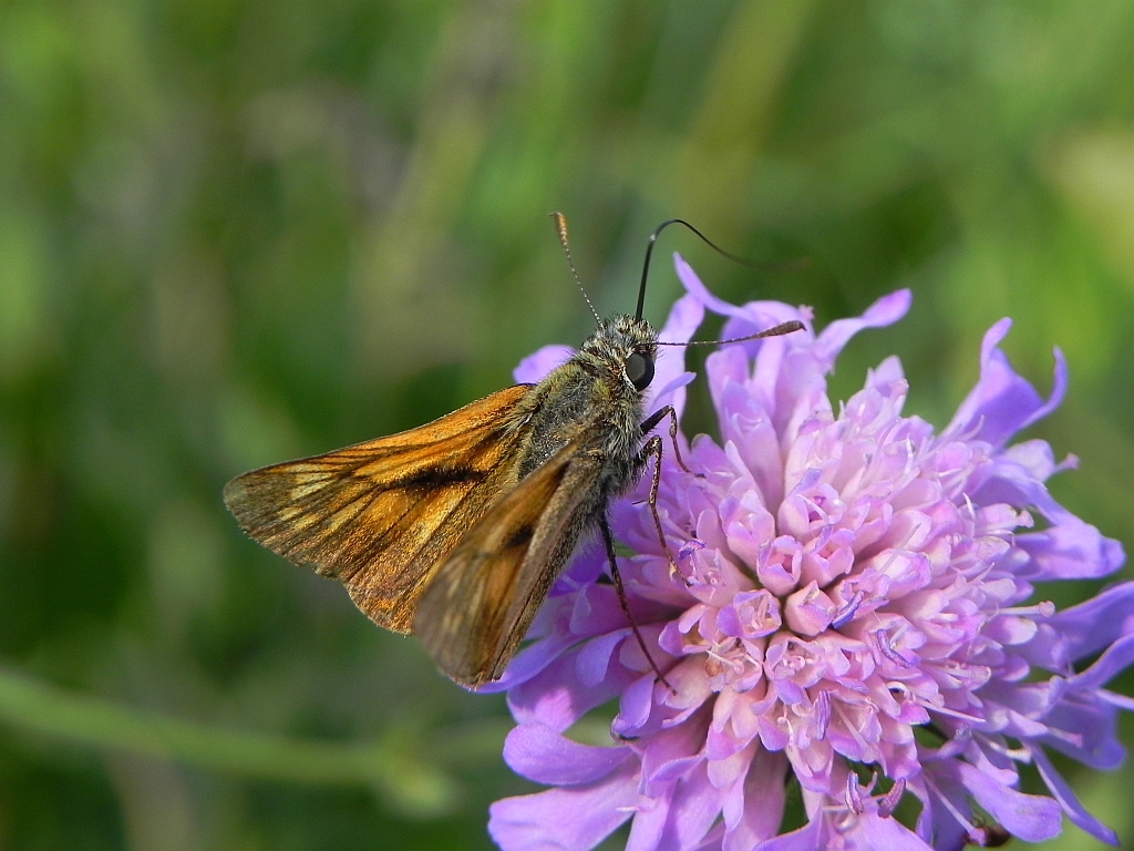 Karłątek kniejnik (Ochlodes venatus)