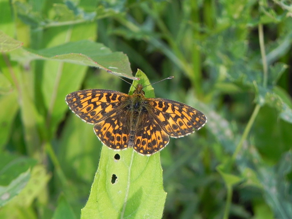 Dostojka selene (Boloria selene)