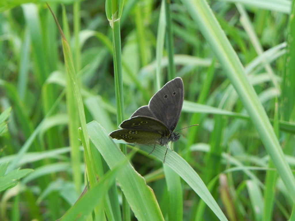 Przestrojnik trawnik (Aphantopus hyperantus)