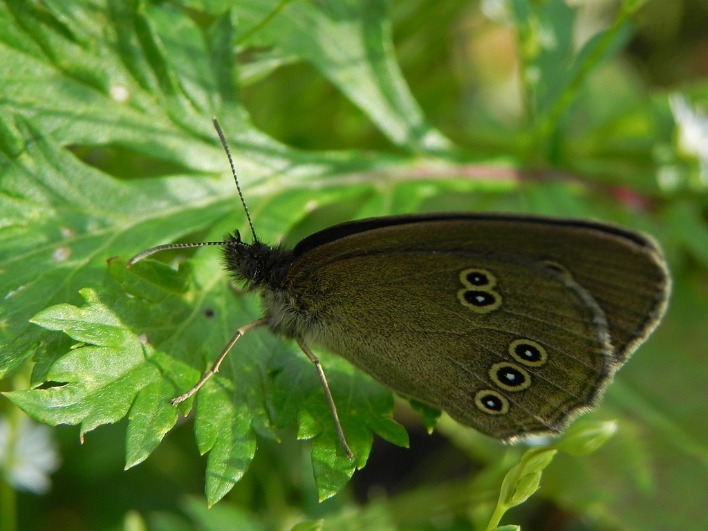 Przestrojnik trawnik (Aphantopus hyperantus)