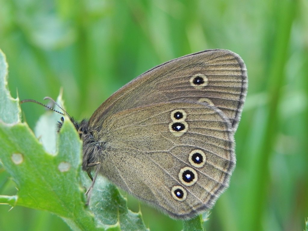 Przestrojnik trawnik (Aphantopus hyperantus)