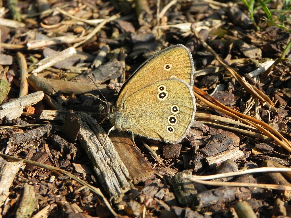 Przestrojnik trawnik (Aphantopus hyperantus)
