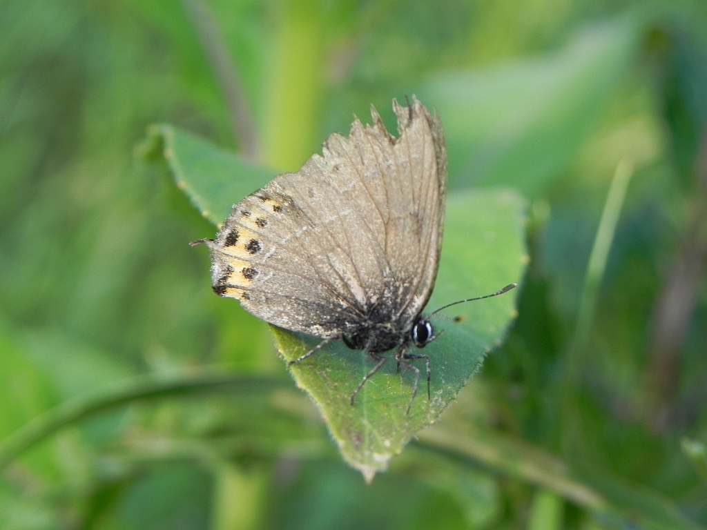 Ogończyk śliwowiec (Thecla pruni)