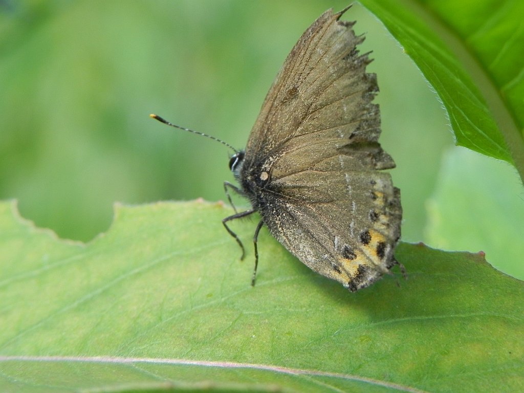 Ogończyk śliwowiec (Thecla pruni)