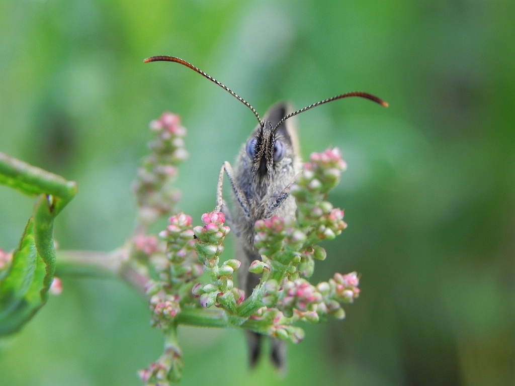 Przestrojnik trawnik (Aphantopus hyperantus)