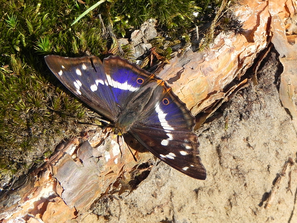 Mieniak tęczowiec (Apatura iris)