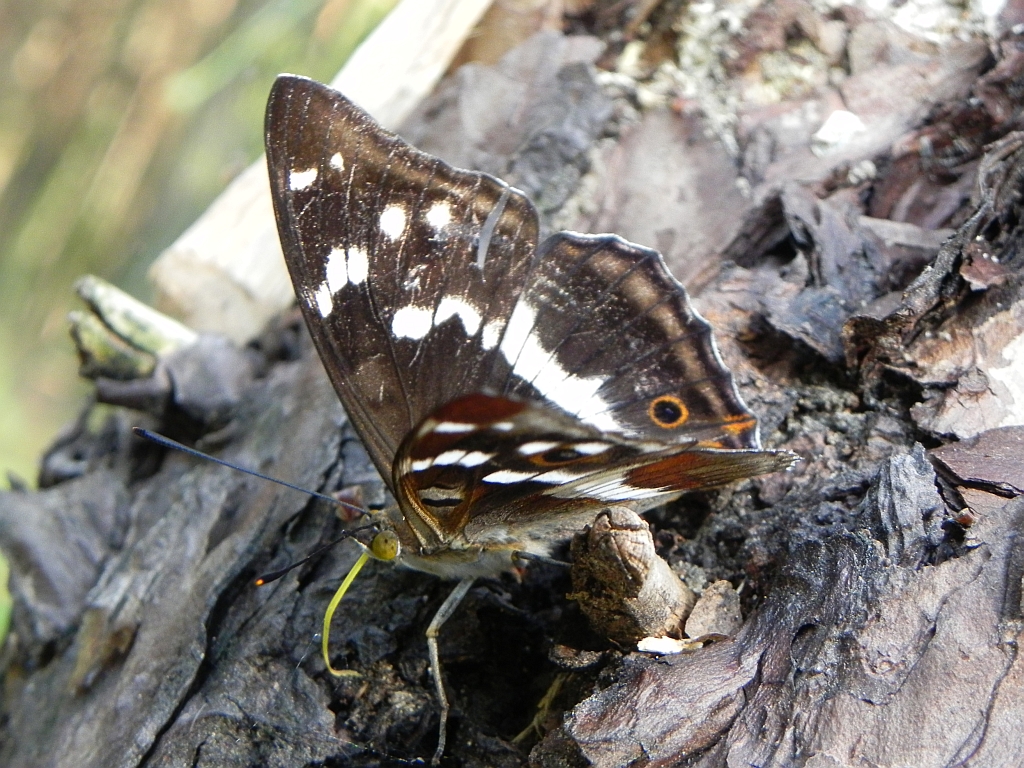 Mieniak tęczowiec (Apatura iris)