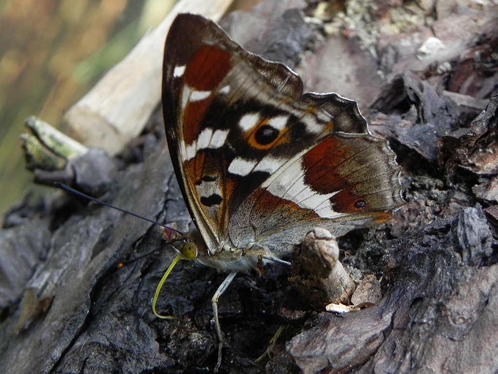 Mieniak tęczowiec (Apatura iris)