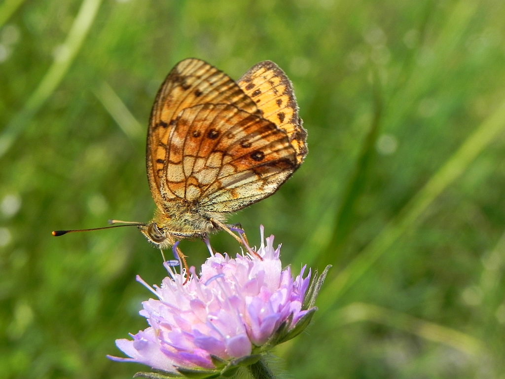 Dostojka ino (Brenthis ino)