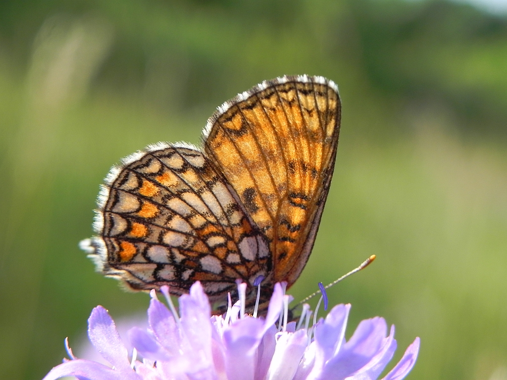 Przeplatka atalia (Melitaea athalia)
